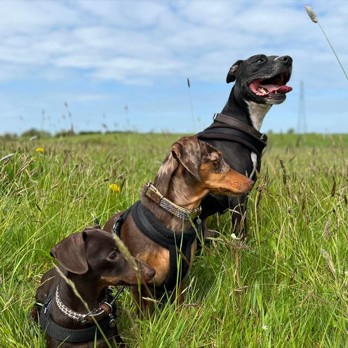 Three dogs sitting together in the long grass on a sunny walk