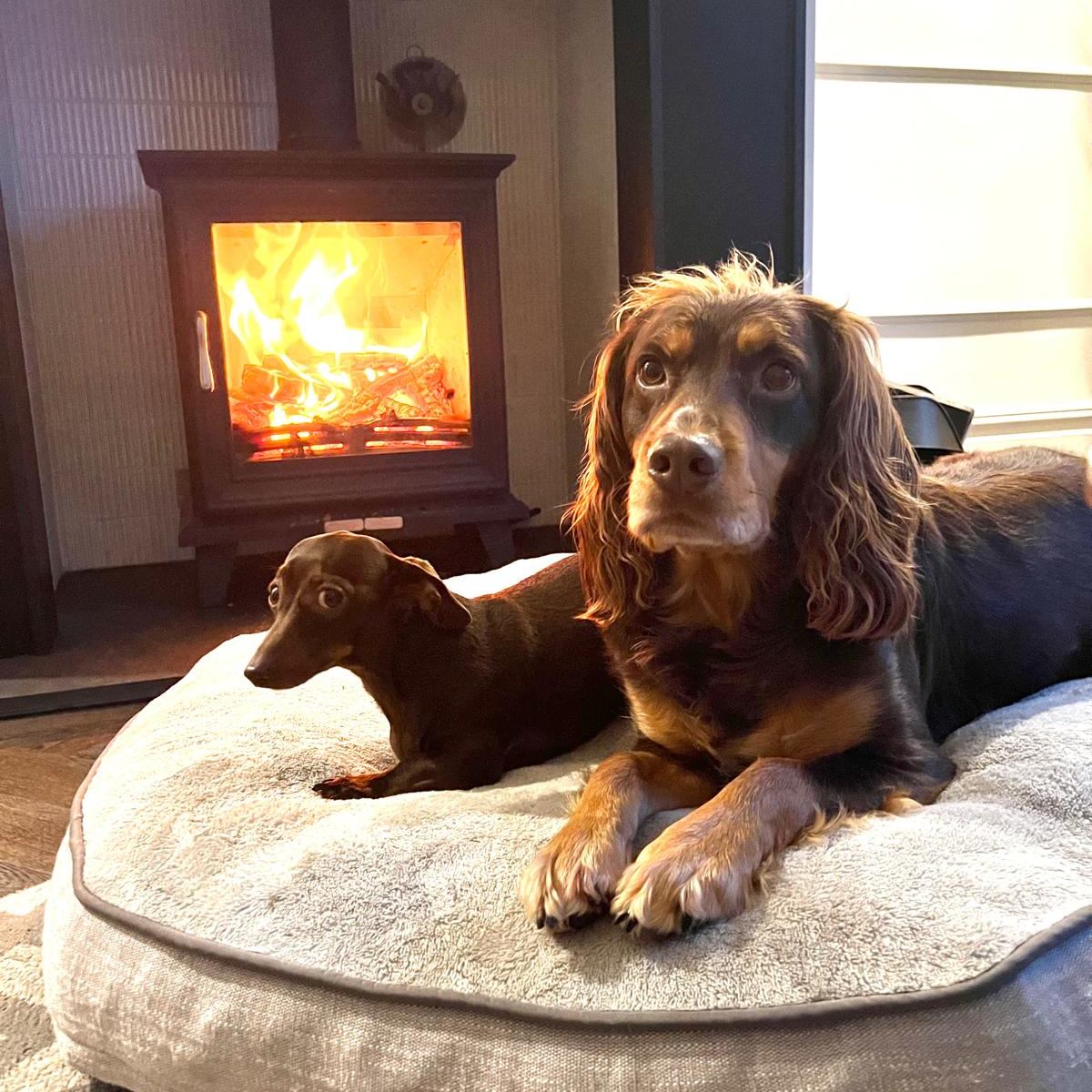 A Miniature Dachshund and a spaniel cosy on a dog bed by the log burner