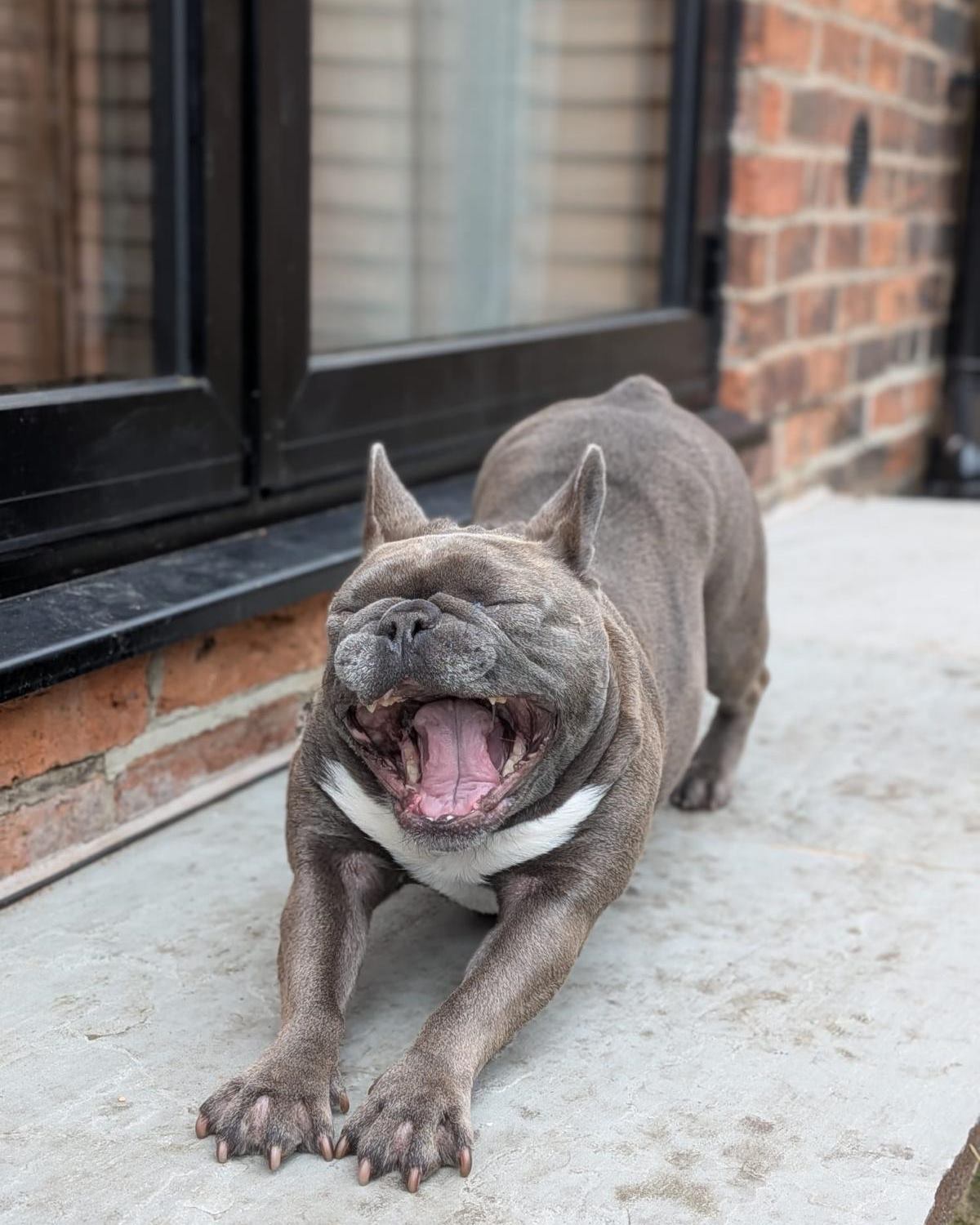 A French Bulldog having a big stretch and a yawn outside the back door