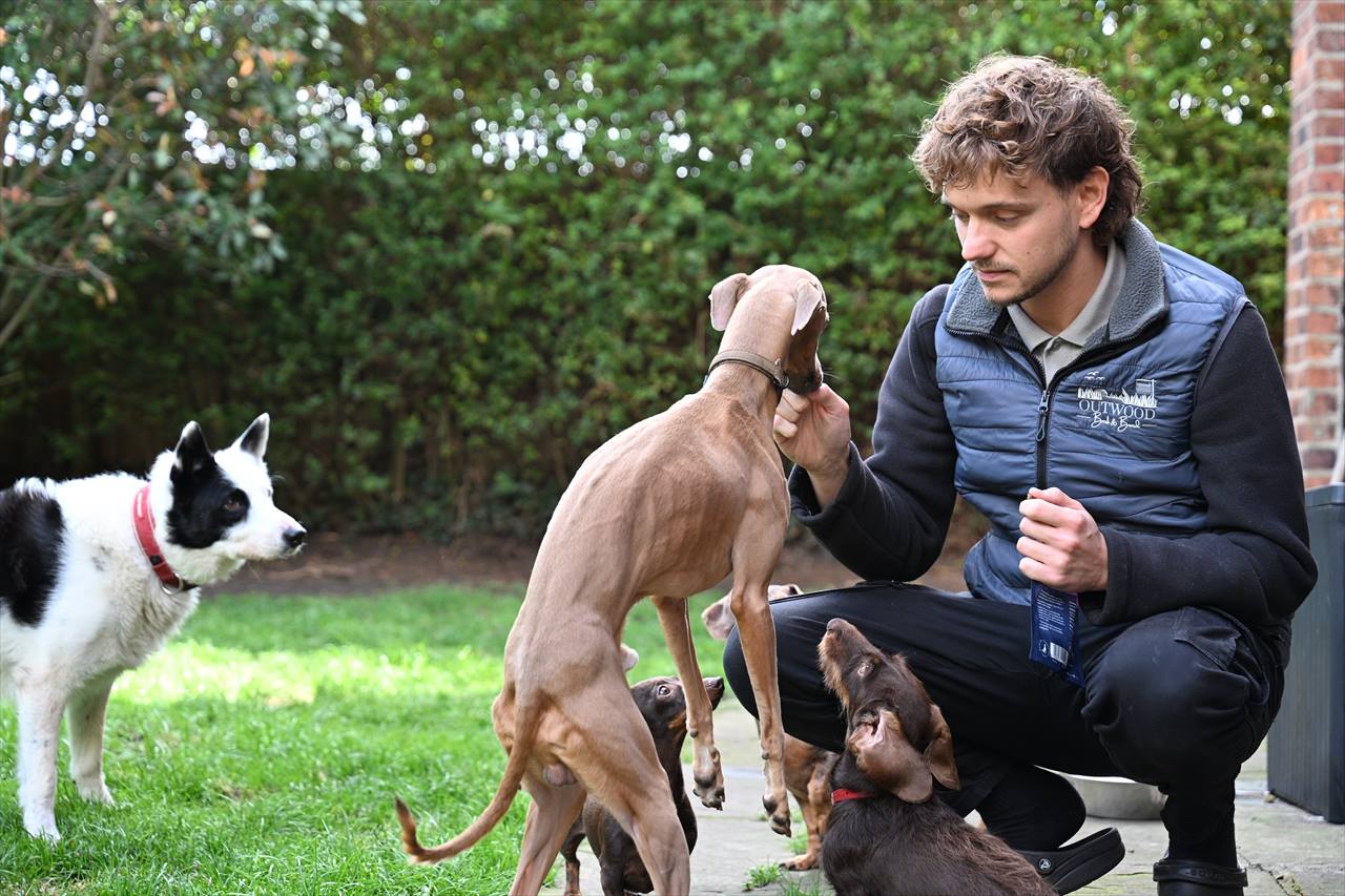 Adam crouching on the garden path, surrounded by dogs at playtime